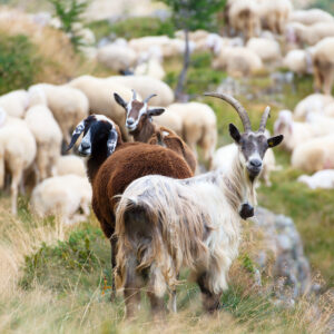 Sheep & Goat Supplies