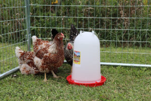 poultry waterers