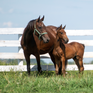 Equine Health Care